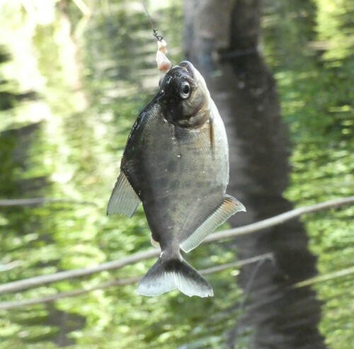 Rio Negro Piranha