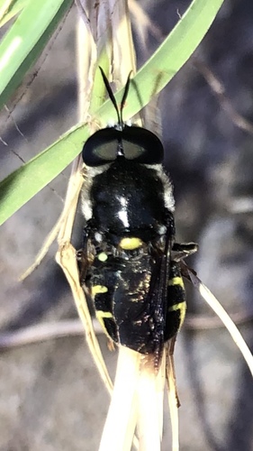 Stratiomys hulli