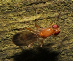 Clusia lateralis