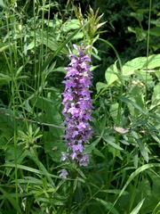 Dactylorhiza maculata