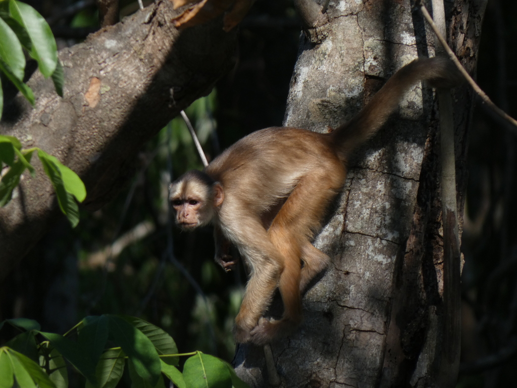 Spix's White-fronted Capuchin