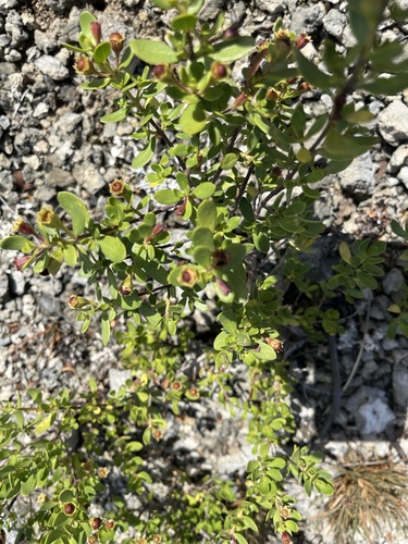 Pemphis acidula observed 2024-07-23