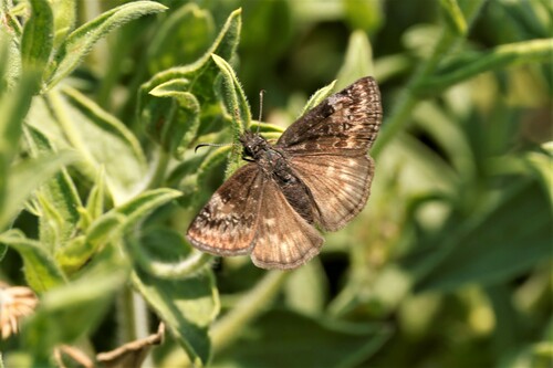 Persius Duskywing photo 5