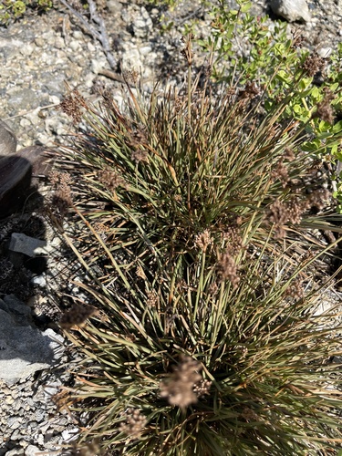 Fimbristylis cymosa observed 2024-07-23
