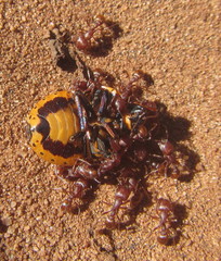 Tetramorium setuliferum