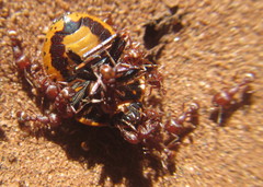 Tetramorium setuliferum