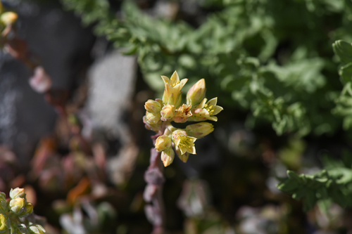 Sedum marmorense 2