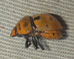 Graptocoris aulicus