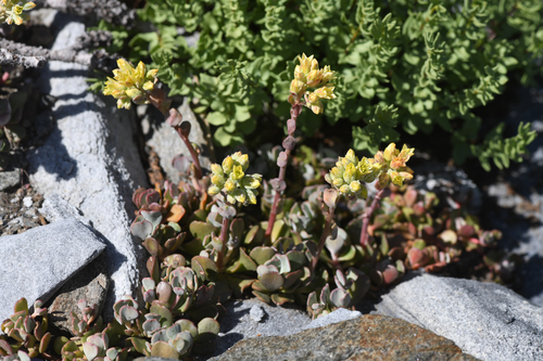 Sedum marmorense