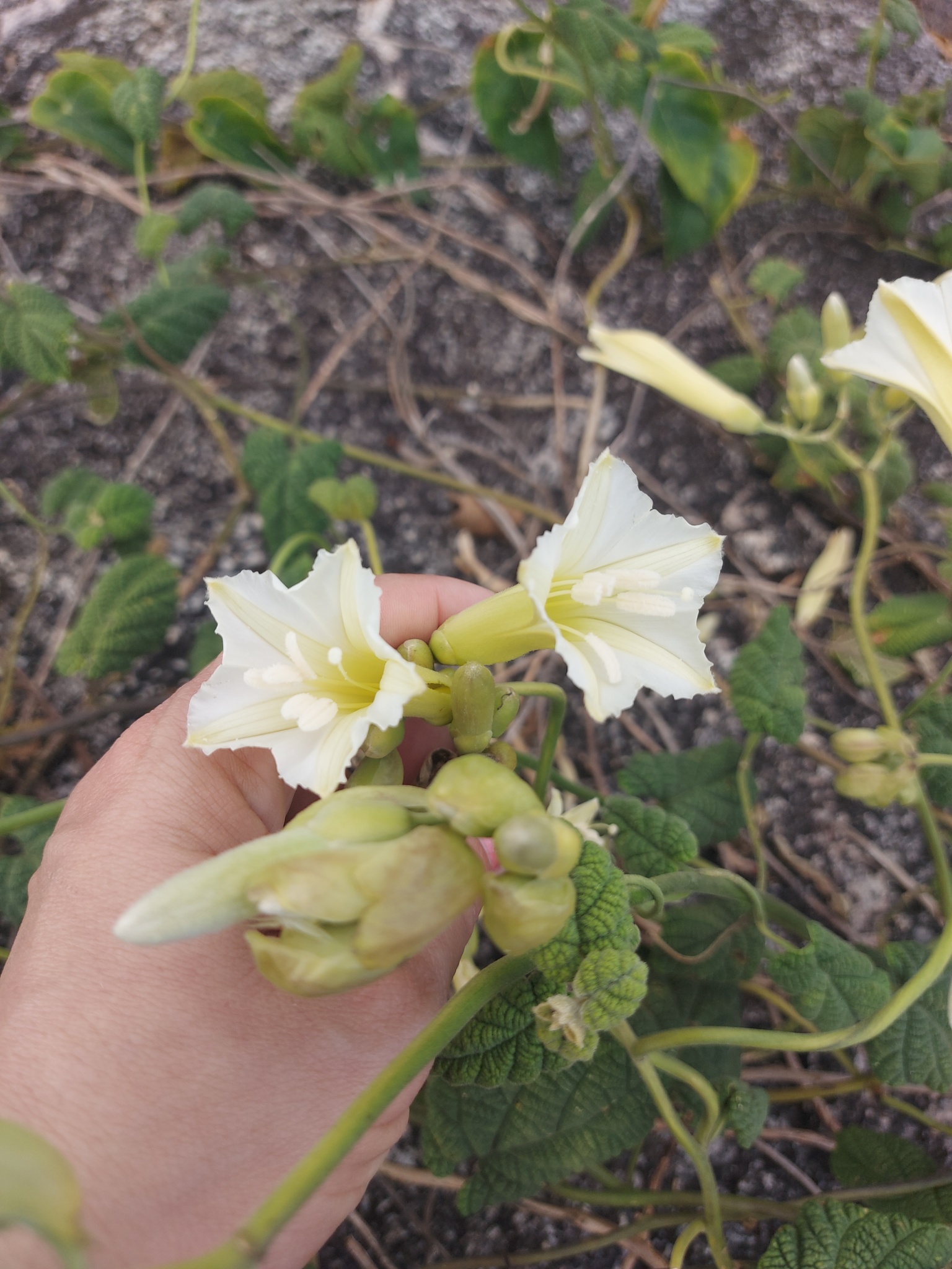 Ipomoea marcellia