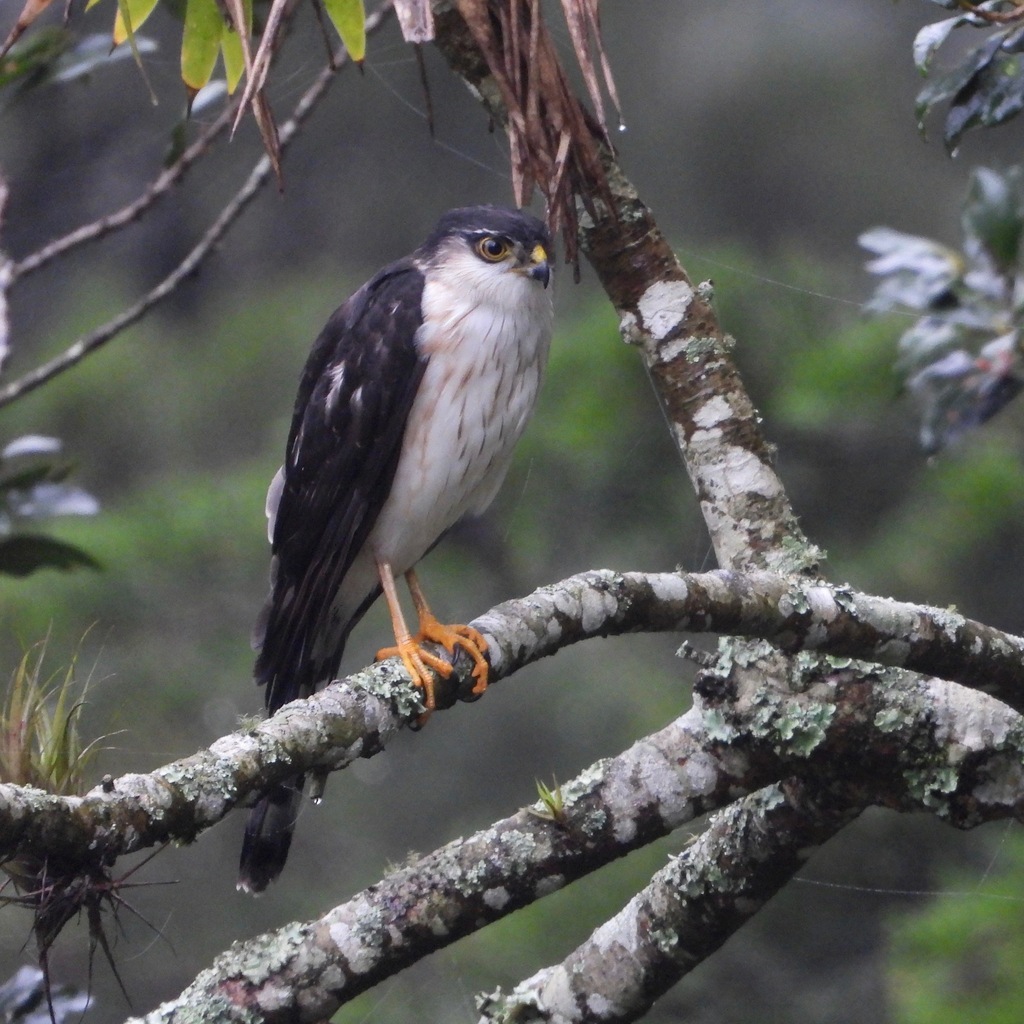 White-breasted Hawk