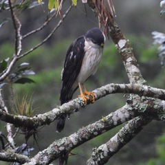 Accipiter striatus image