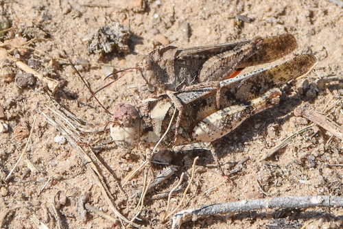 Ridgeback Grasshopper photo 2