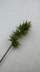 Carex muricata pairae