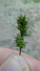 Carex muricata pairae