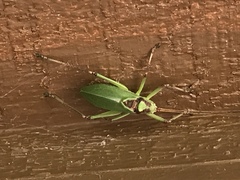 Paracyrtophyllus robustus