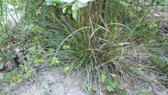 Carex muricata pairae