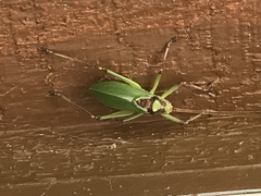 Paracyrtophyllus robustus