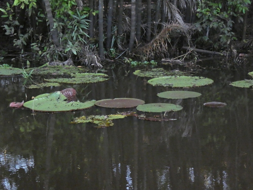Image of Victoria amazonica by (c) agujaceratops, some rights reserved (CC BY)