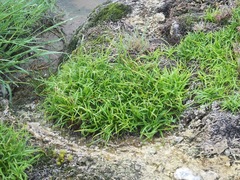 Fimbristylis dichotoma ochotensis