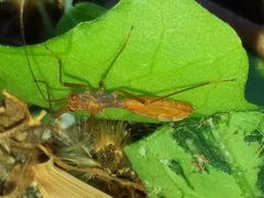 Phaenacantha