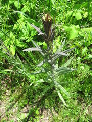 Turritis glabra