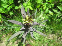 Turritis glabra
