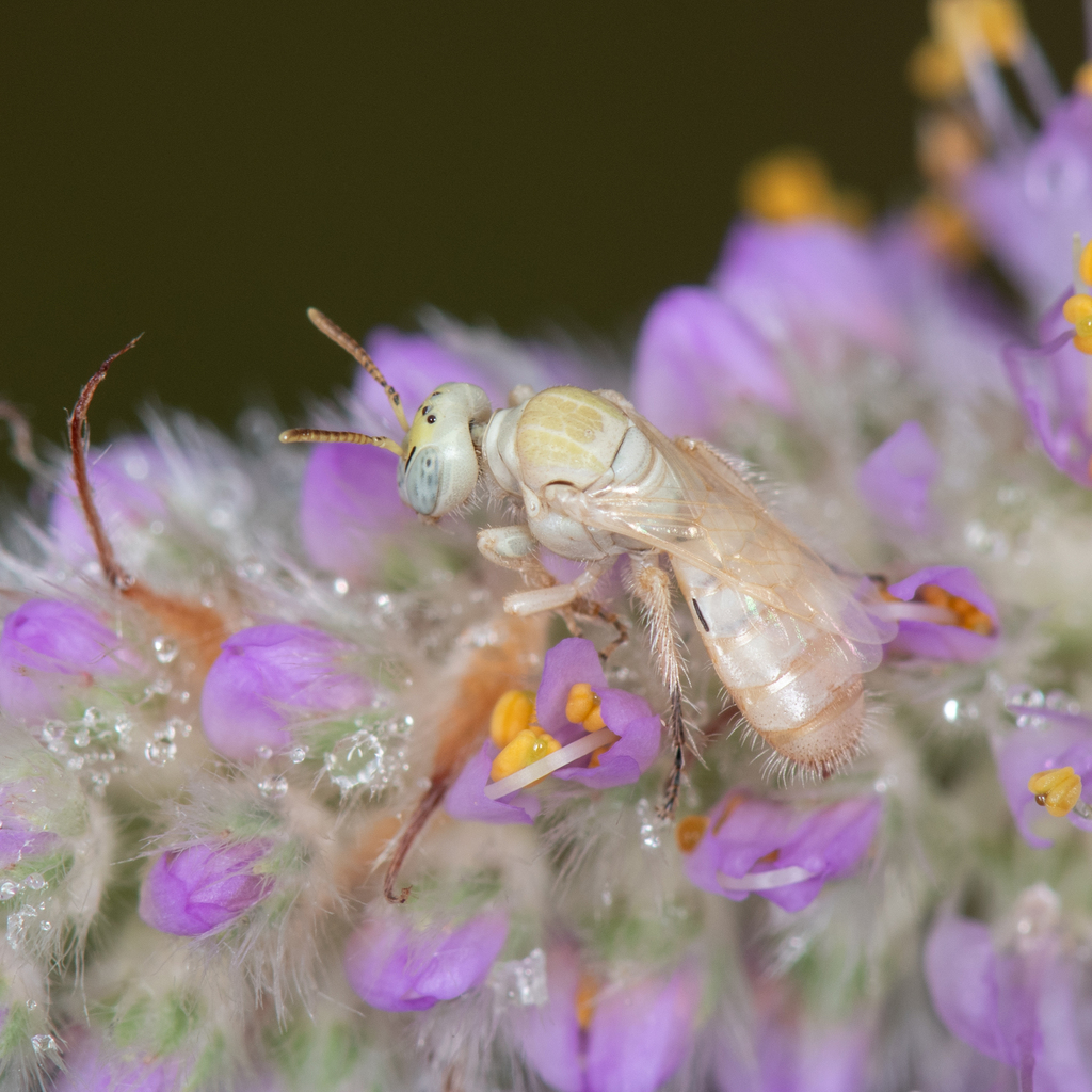 All-pale Perdita