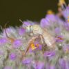 All-pale Perdita - Photo (c) Heather Holm, some rights reserved (CC BY-NC), uploaded by Heather Holm