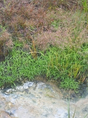 Fimbristylis dichotoma ochotensis