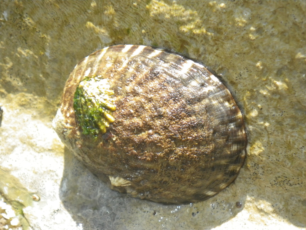 owl limpet