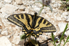 Papilio alexanor