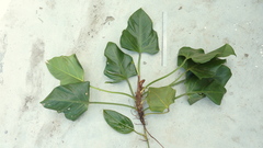 Philodendron fragrantissimum