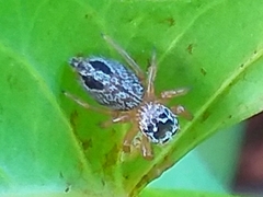 Evarcha flavocincta