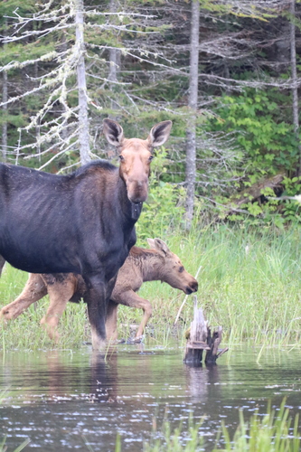 Moose photographed in Minnesota
