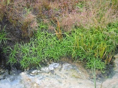 Fimbristylis dichotoma ochotensis