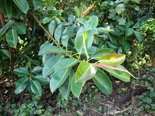 Image of Ficus elastica by (c) W Rao, some rights reserved (CC BY)