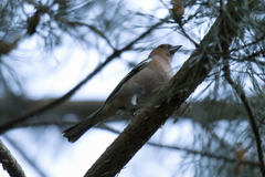 Fringilla coelebs