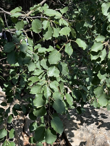 sharp-tooth buckthorn (Rhamnus arguta)