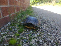 Trachemys scripta elegans