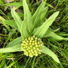 Asclepias lanuginosa