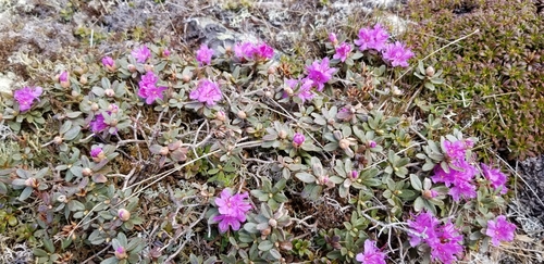 Lapland Azalea