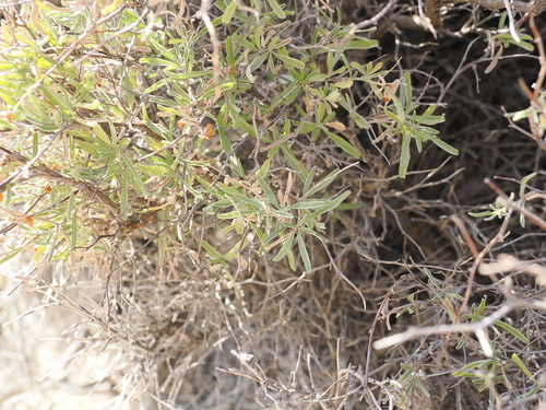 Image of Anthyllis hermanniae by (c) Lucas Christofides, some rights reserved (CC BY)