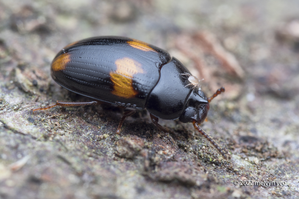 Platydema unicornis