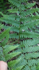 Pteridium pinetorum