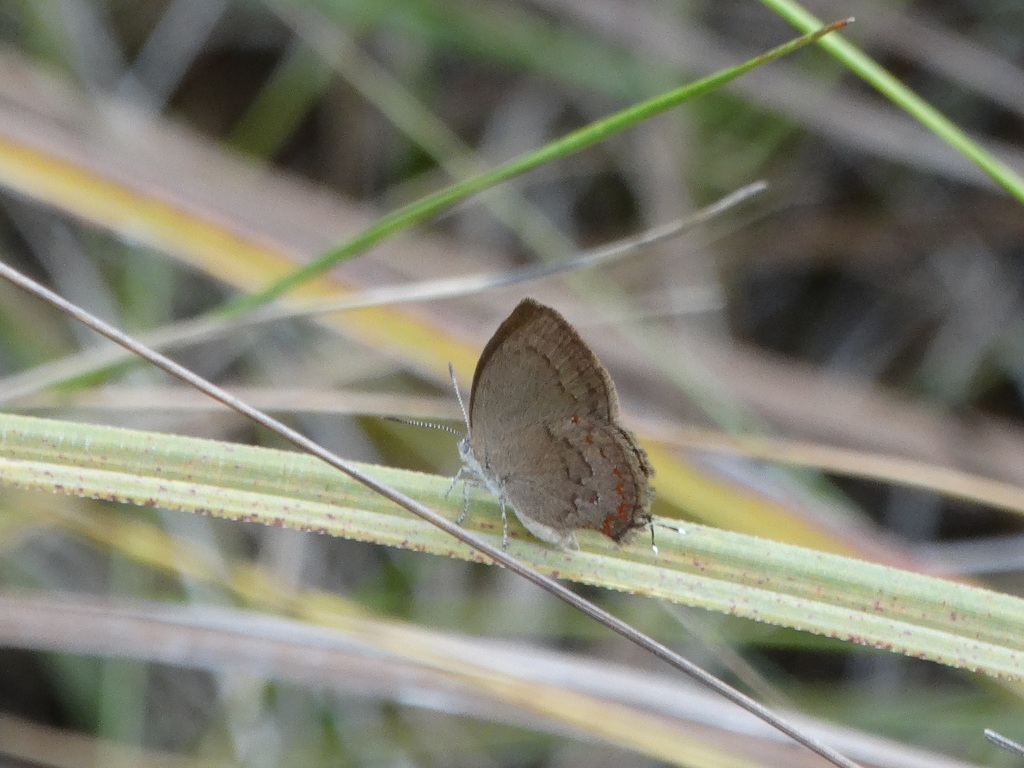 Magnastigma julia