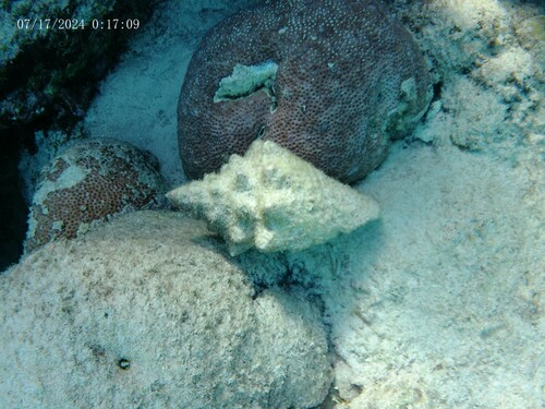 Queen conch