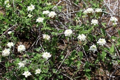 Lantana peduncularis