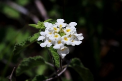 Lantana peduncularis