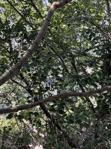 Image of Betula davurica by (c) Jane Charlen, some rights reserved (CC BY)